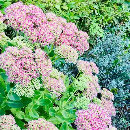 Zell By Alp Lux - In-out *